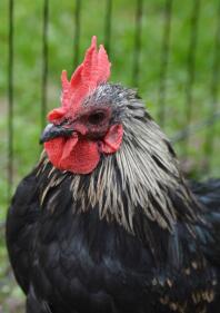 A japansese bantam chicken.