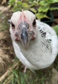 Close up of chicken