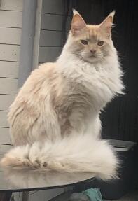 A Maine Coon cat sat on an outside table.