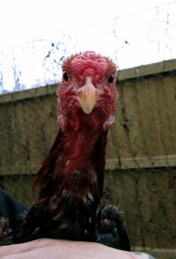 Close up of Red Malay Bantam Cockerel