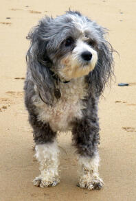 Beautiful bo ... chinese crested powderpuff