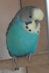 Peri the male budgie