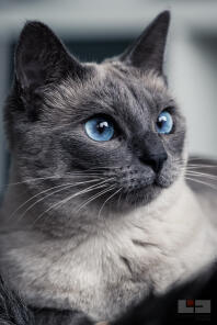 a siamese grey cat with blue eyes