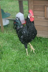 Young ancona cockerel