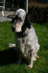 An English Setter sitting in a garden at night-time.