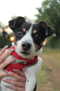 a small black brown and white jack russell terrier dog with short hair being held by its owner