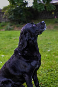 Pepper my beautiful lab