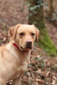 A labrador retriever in a wood