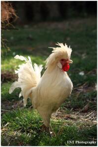 Gandalf, my white cockerel