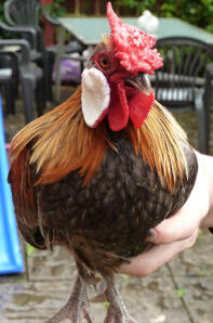 Rosecomb Bantam Cockerel being held