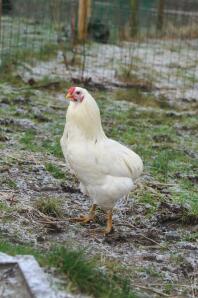 White lightning  rumpless arucana rooster 