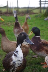 A flock of brown swedish ducks.