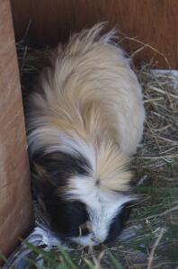 a crested white brown and black guinea pig