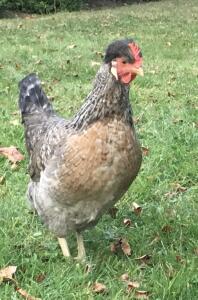 A cream legbard chicken in a garden.