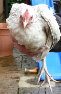 Rosecomb Bantam Chicken being held