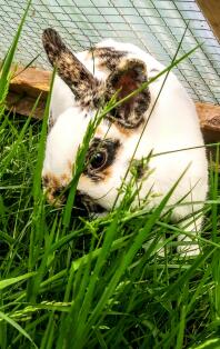 bunny rabbit under mesh in a garden with lots of grass