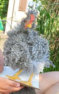 A grey Frizzle chicken.