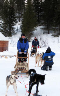 Working huskies