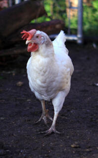 My ex commercial leghorn 