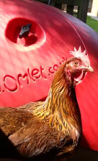 an orange chicken in front of a red eglu classic chicken coop