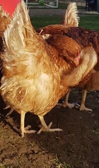 a orange hybrid chicken stood in the sun outdoors