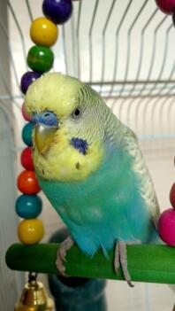 Budgie perching in cage