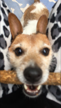 a jack russel terrier dog holding a stick in its mouth