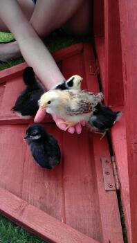 Japanese bantam chicks exploring.