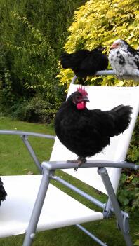 A japanese bantam perching on a garden car.