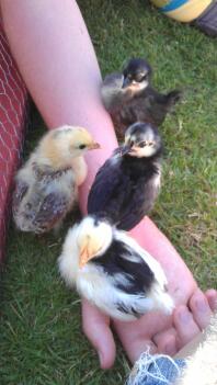 Japanese bantam chicks on her arm.