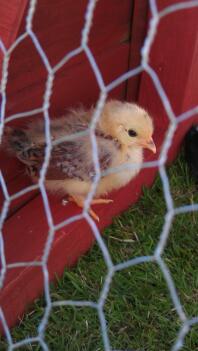 Japanese bantan chick in run.