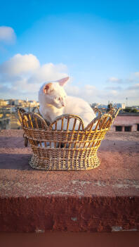 Cat in basket