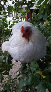 Chicken in garden