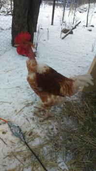 a white and orange chicken in the snow