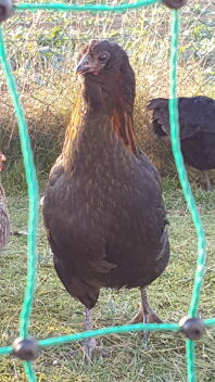 a brown araucana chicken behind chicken fencing