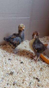 A pair of young vorwerk and barnevelder chicks.