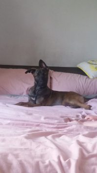 A german sheperd laying on a bed