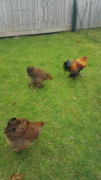 Brahma chicken trio spending time together.