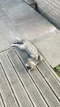 a british shorthair cat lying on decking in the garden