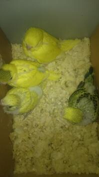 four yellow budgies in a box with sawdust