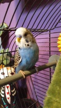 Budgie in cage