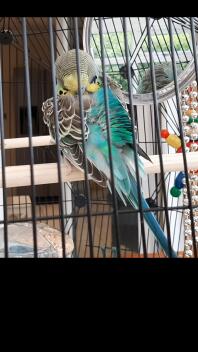 A budgie enjoying perching.  It has nice tropical colours.