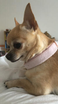 a small chihuahua with a light brown coat with a pink collar sat on the bed