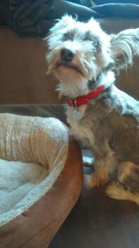 Scruffy looking chinese crested (powderpuff)