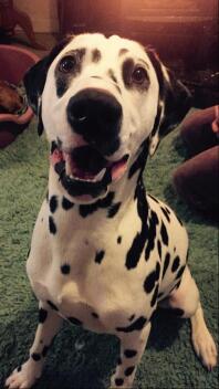 a happy Dalmatian sat on a towel