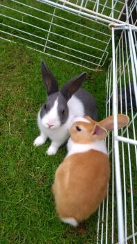 two white brown and black dutch bunny rabbits in an animal run