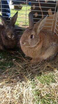 Our new male rabbits