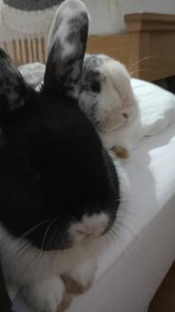 Two Holland Lop rabbits