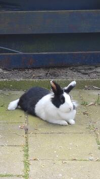 a black and white bunny rabbit lying on a patio