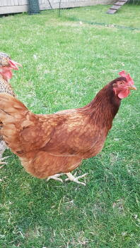 A rhoyd island red crossed chicken.